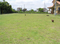 日本犬舎庭