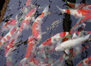 桜鱗を食べる鯉