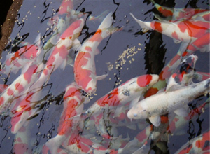 桜鱗を食べる鯉